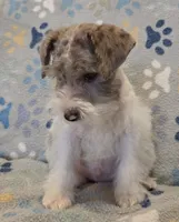 Red merle parti, a male Miniature Schnauzer for sale in Arlington, TX – 3 of 4