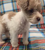 Male, a male Miniature Schnauzer for sale in Arlington, TX – 1 of 6
