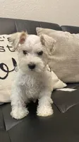 Mj, a male Miniature Schnauzer for sale in Arlington, TX – 2 of 6