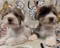 Girl , a female Miniature Schnauzer for sale in Arlington, TX – 2 of 4