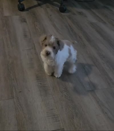 Male, a male Miniature Schnauzer for sale in Arlington, TX – 6 of 6
