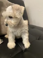 Pj, a female Miniature Schnauzer for sale in Arlington, TX – 4 of 5