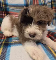 Girl , a female Miniature Schnauzer for sale in Arlington, TX – 3 of 4