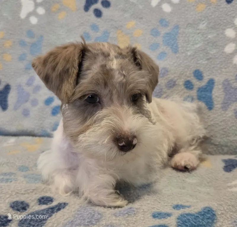 Red merle parti – Miniature Schnauzer puppy for sale in Arlington, TX