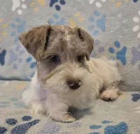 Red merle parti, a male Miniature Schnauzer for sale in Arlington, TX – 1 of 4