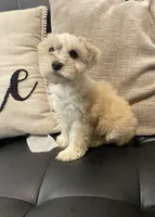 Pj, a female Miniature Schnauzer for sale in Arlington, TX – 3 of 5