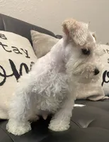 Mj, a male Miniature Schnauzer for sale in Arlington, TX – 6 of 6