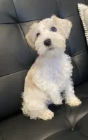Mj, a male Miniature Schnauzer for sale in Arlington, TX – 3 of 6