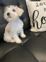 Mj, a male Miniature Schnauzer for sale in Arlington, TX – 5 of 6