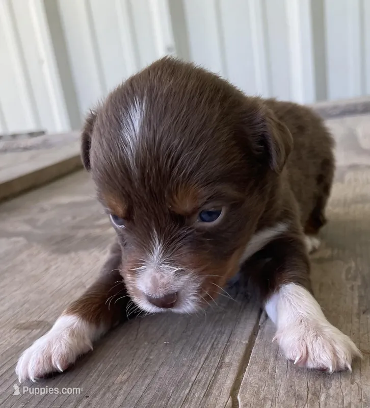 Jake – Miniature Australian Shepherd puppy for sale in Canton, TX