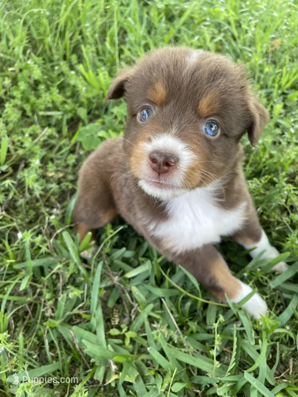 Jake – Miniature Australian Shepherd puppy for sale in Canton, TX