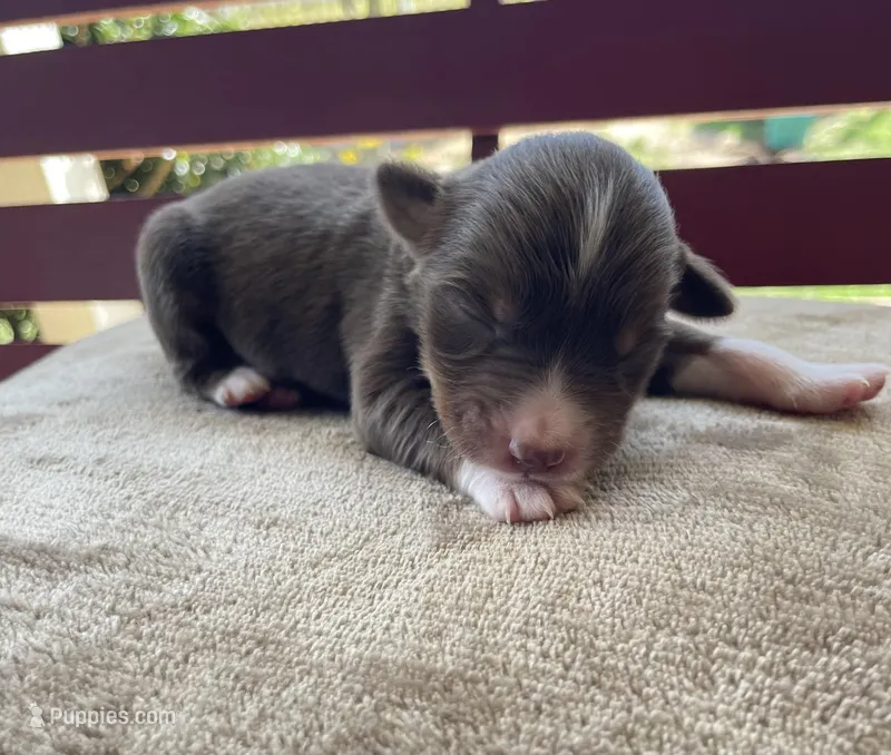 Jake – Miniature Australian Shepherd puppy for sale in Canton, TX