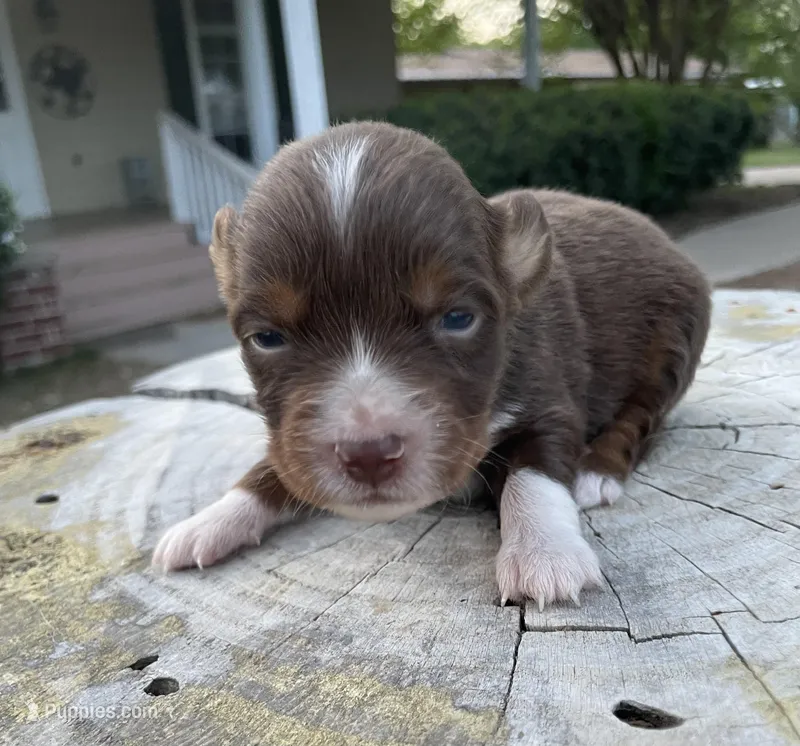 Jake – Miniature Australian Shepherd puppy for sale in Canton, TX