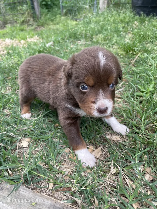 Jake – Miniature Australian Shepherd puppy for sale in Canton, TX