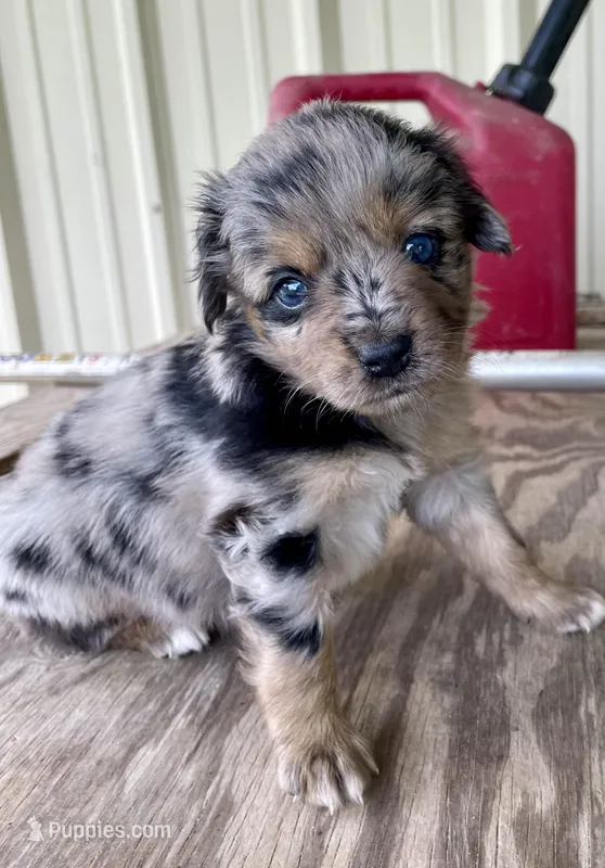 Sapphire – Miniature Australian Shepherd puppy for sale in Canton, TX
