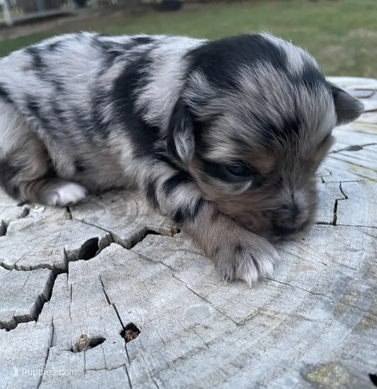 Sapphire – Miniature Australian Shepherd puppy for sale in Canton, TX