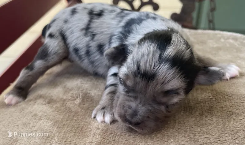 Sapphire – Miniature Australian Shepherd puppy for sale in Canton, TX