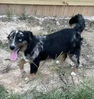 Sapphire, a female Miniature Australian Shepherd for sale in Canton, TX – Photo 3 of 4