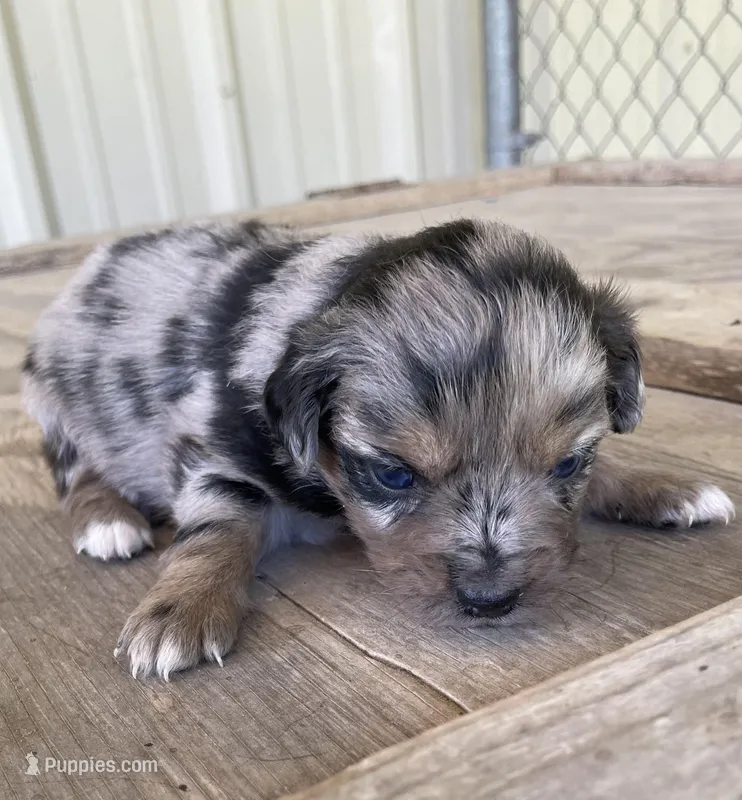 Sapphire – Miniature Australian Shepherd puppy for sale in Canton, TX