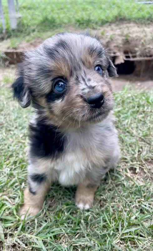 Sapphire – Miniature Australian Shepherd puppy for sale in Canton, TX