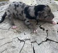 Sapphire, a female Miniature Australian Shepherd for sale in Canton, TX – Photo 4 of 4