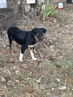 Pistol, a female Miniature Australian Shepherd for sale in Canton, TX – 5 of 6