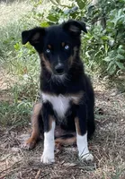 Pistol, a female Miniature Australian Shepherd for sale in Canton, TX – 2 of 6
