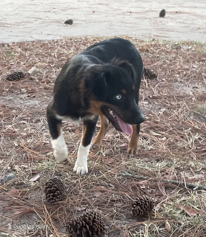 Pistol – Miniature Australian Shepherd puppy for sale in Canton, TX