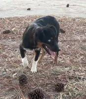 Pistol, a female Miniature Australian Shepherd for sale in Canton, TX – 1 of 6