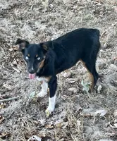 Pistol, a female Miniature Australian Shepherd for sale in Canton, TX – 6 of 6