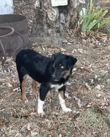 Pistol, a female Miniature Australian Shepherd for sale in Canton, TX – 4 of 6