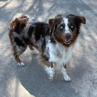 Rooster, a male Miniature Australian Shepherd for sale in Canton, TX – 3 of 3