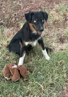 Pistol, a female Miniature Australian Shepherd for sale in Canton, TX – 3 of 6
