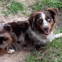 Rooster, a male Miniature Australian Shepherd for sale in Canton, TX – 2 of 3