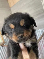 Lelia , a female Miniature Australian Shepherd for sale in Canton, TX – Photo 2 of 3