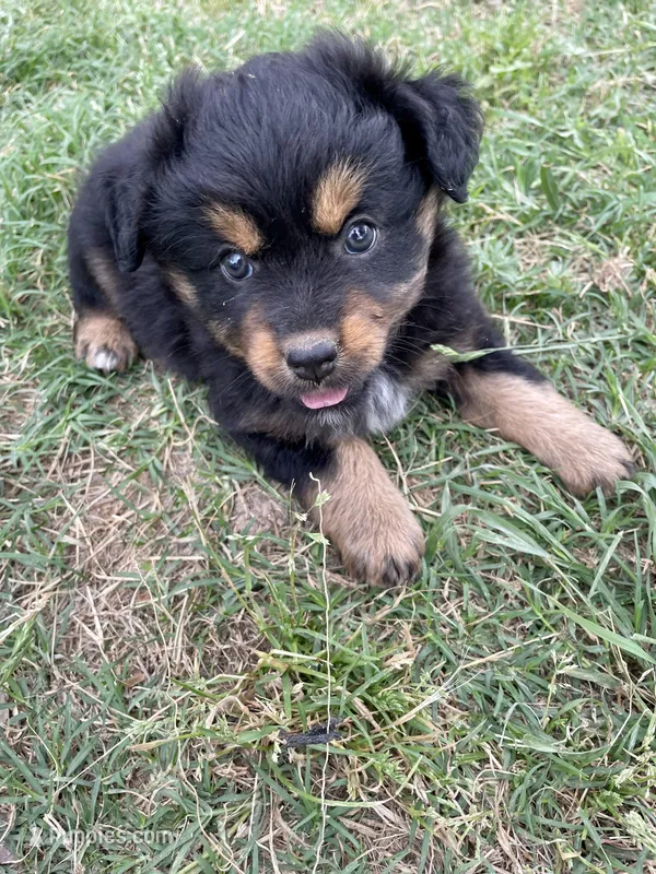 Lelia  – Miniature Australian Shepherd puppy for sale in Canton, TX