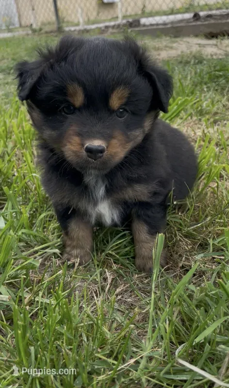 Lelia  – Miniature Australian Shepherd puppy for sale in Canton, TX