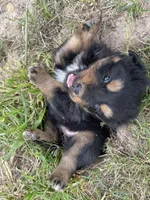 Lelia , a female Miniature Australian Shepherd for sale in Canton, TX – Photo 3 of 3