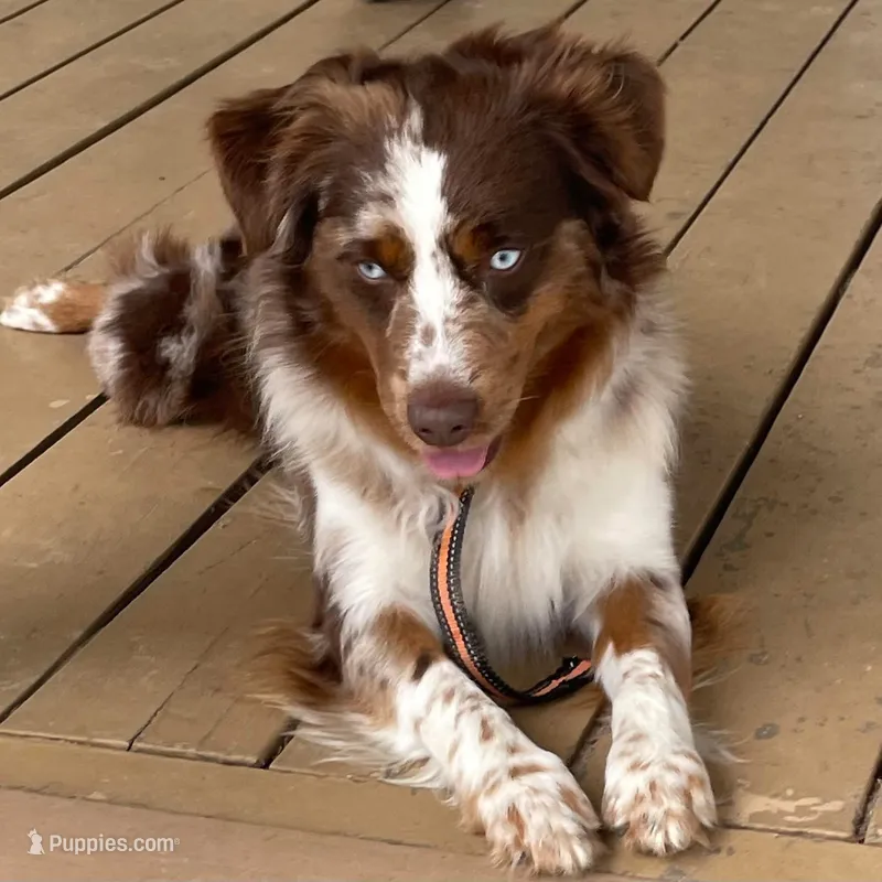Rooster – Miniature Australian Shepherd puppy for sale in Canton, TX