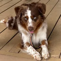 Rooster, a male Miniature Australian Shepherd for sale in Canton, TX – 1 of 3