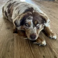 Blue, a male Miniature Australian Shepherd for sale in Canton, TX – Photo 7 of 7