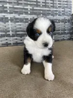 Blue, a male Miniature Australian Shepherd for sale in Canton, TX – Photo 5 of 7