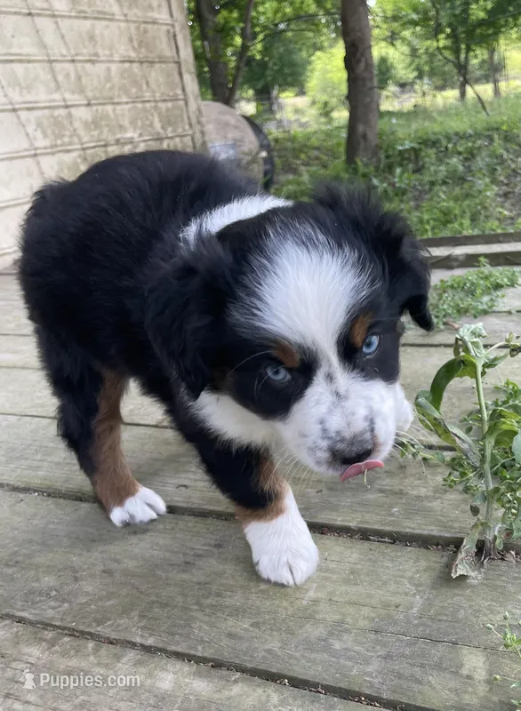 Blue – Miniature Australian Shepherd puppy for sale in Canton, TX