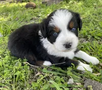 Blue, a male Miniature Australian Shepherd for sale in Canton, TX – Photo 4 of 7