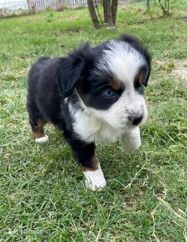 Blue, a male Miniature Australian Shepherd for sale in Canton, TX – Photo 1 of 7