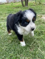 Blue, a male Miniature Australian Shepherd for sale in Canton, TX – Photo 1 of 7