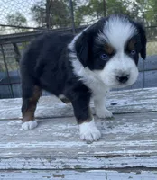 Blue, a male Miniature Australian Shepherd for sale in Canton, TX – Photo 3 of 7