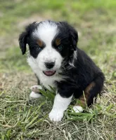 Blue, a male Miniature Australian Shepherd for sale in Canton, TX – Photo 2 of 7