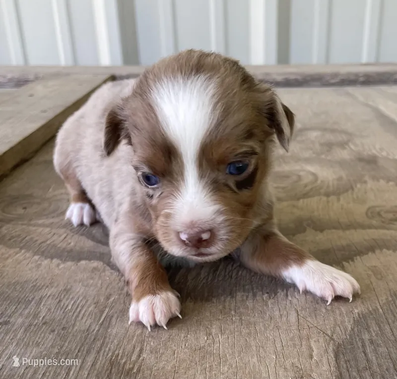 Nala – Miniature Australian Shepherd puppy for sale in Canton, TX