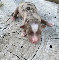Nala, a female Miniature Australian Shepherd for sale in Canton, TX – Photo 3 of 5